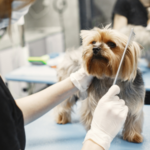 Pet Groomer